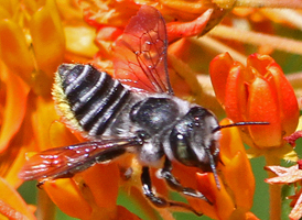 Megachile mendica Megachile mendica